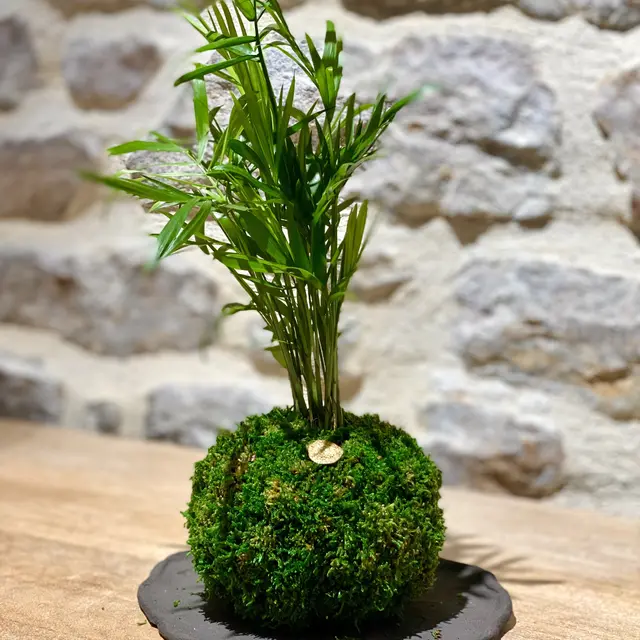 kokedama