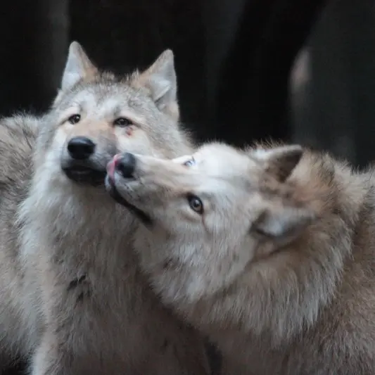 Les loups de Coat Fur