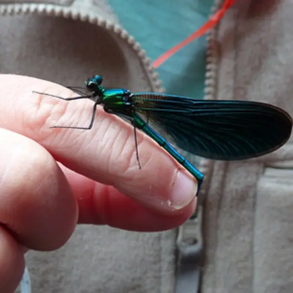 Insectarium de Lizio - Morbihan - Bretagne
