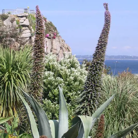 Jardin Exotique de Roscoff