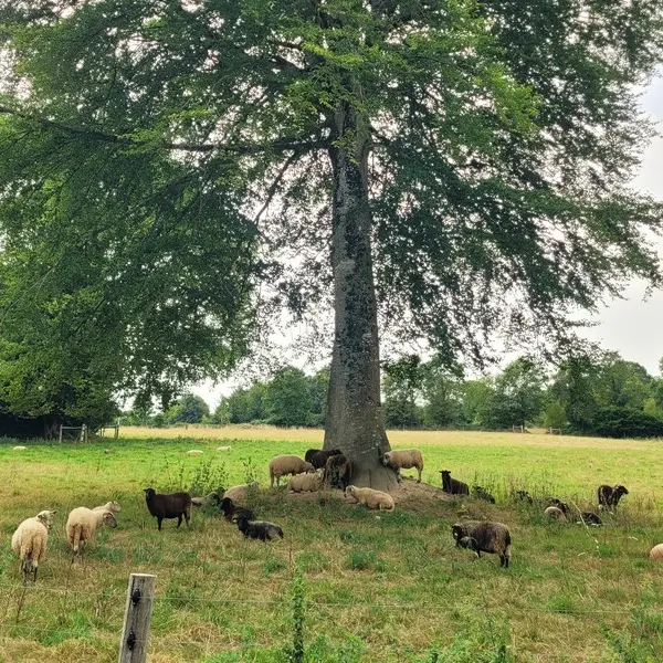 L'ovinière de l'Hêtre - Forges de Lanouée