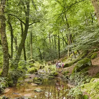 La Chapelle-Neuve_circuit du Goyerdon_Forêt de Floranges