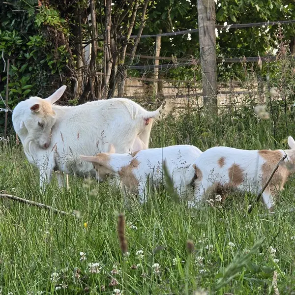 La ferme Solidor St Malo