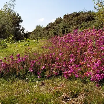 Landes du Crano_Pluméliau-Bieuzy_Vallée du Blavet©Thierry Delhorme FDC56 (2)