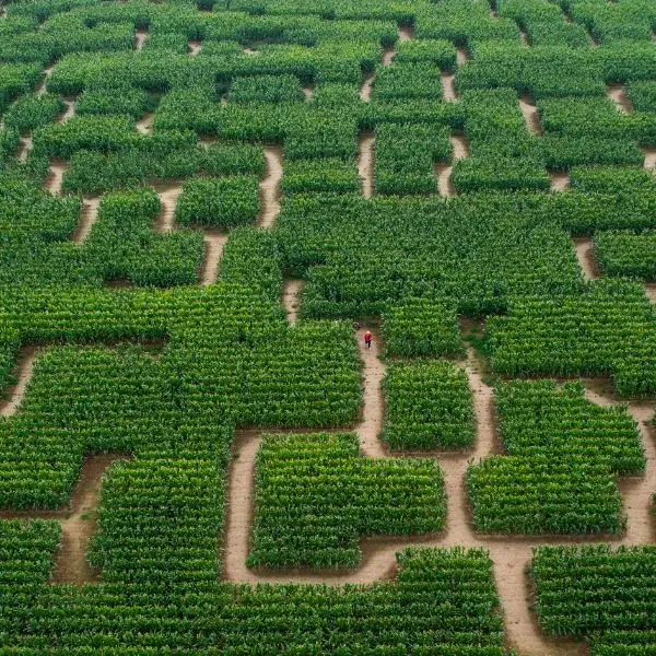 Labyrinthe - Pop Corn Labyrinthe Sarzeau