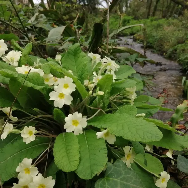 Le Ruisseau coopérative - Epiniac