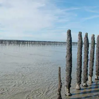 Les Bouchots à moules
