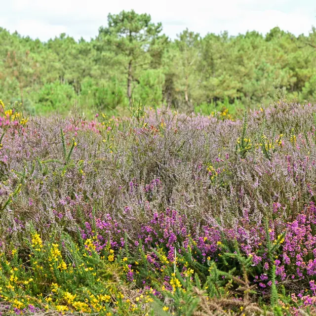 Les-Landes-au-fil-du-temps---OBC-3