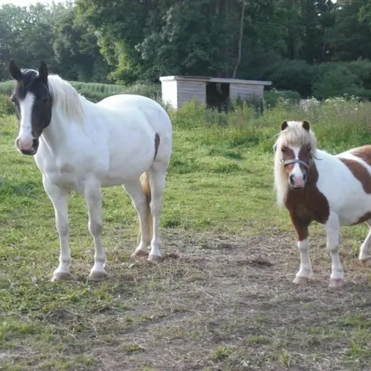Cavalerie Le manège enchanté