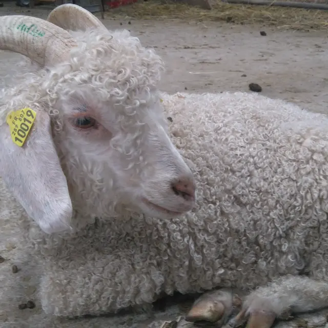 MOHAIR DE LA COTE D'EMERAUDE 1