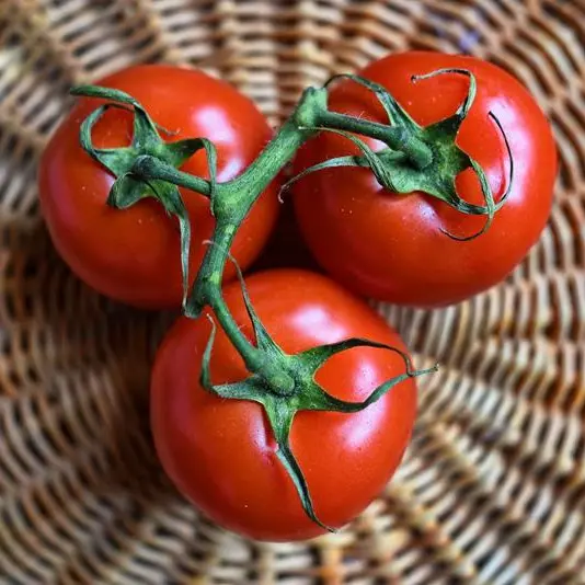 Maraicher - tomates
