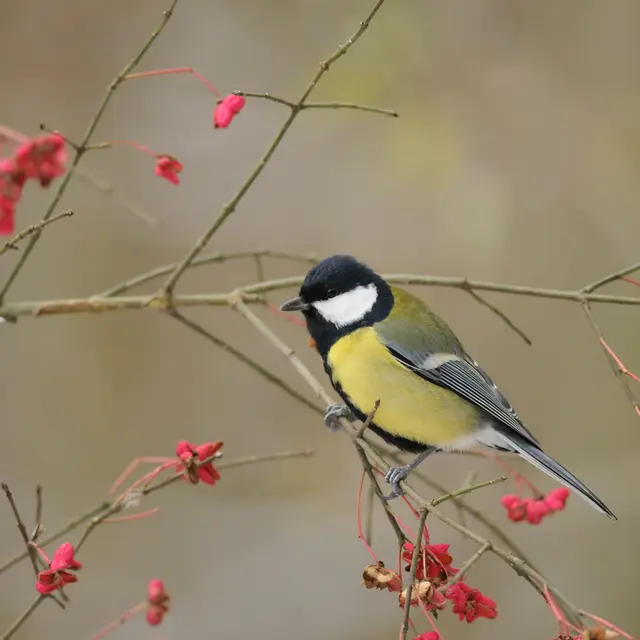 Mésange charbonnière (1)