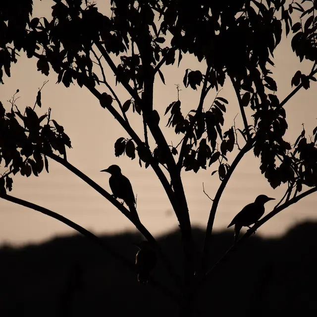 Oiseau_nuit_ldd©D.R.