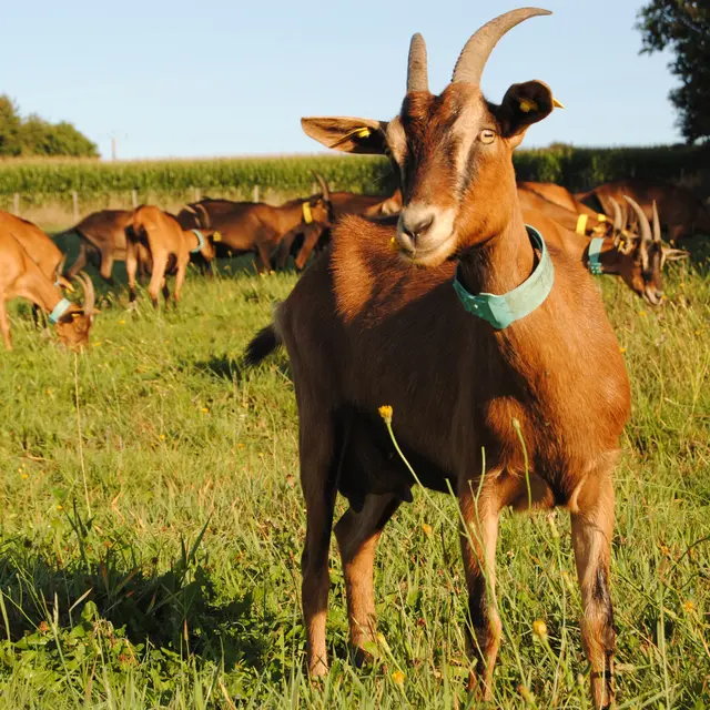 Photo chèvre ©La Ferme d'Hermeillon