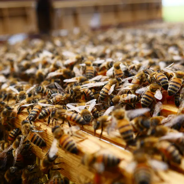 Melli'Malo - Miniac-Morvan