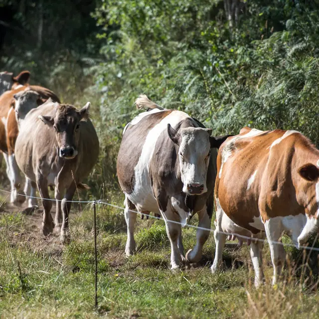La Ferme de Penquelen