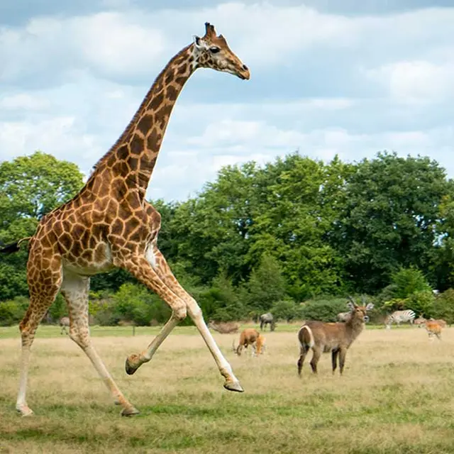 Parc de Branféré - Parc animalier, botanique et Parcabout®