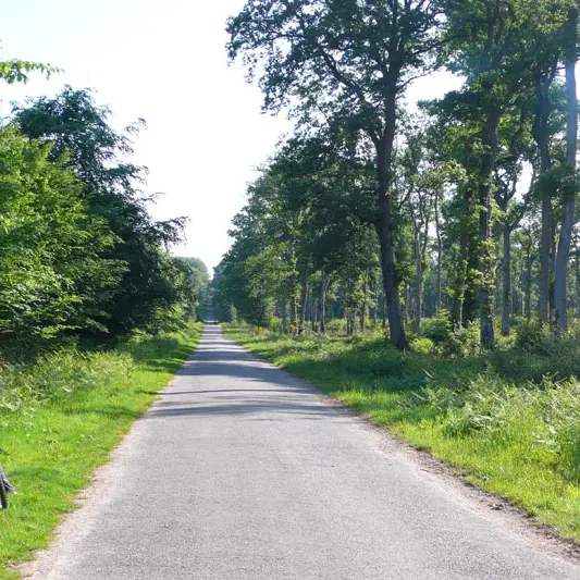 Forêt de Rennes