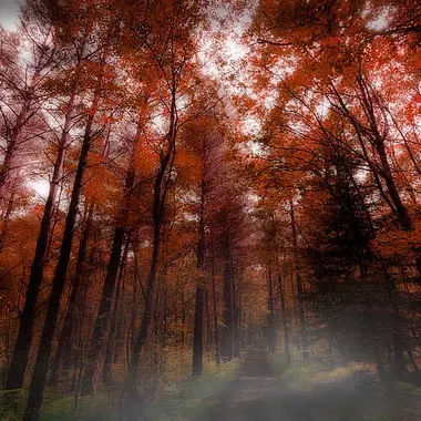 Forêt de Brocéliande