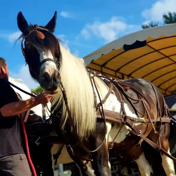 Activité sportive et culturelle - Les chevaux de l'Hippocampe - Mont-Dol