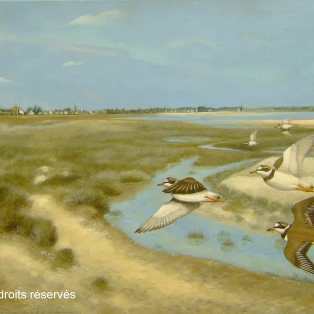 ROUSSIA - baie du kernic 1100copy2017 -CANCALE