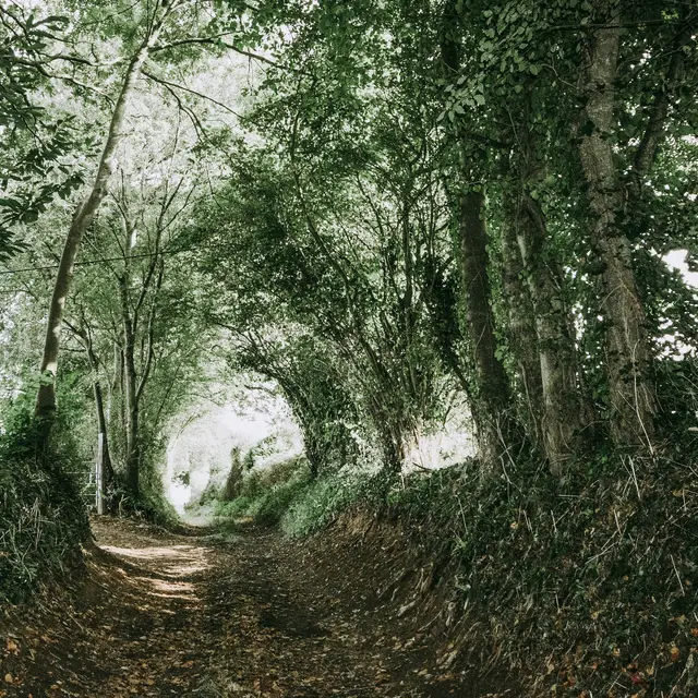 Rando Forêt