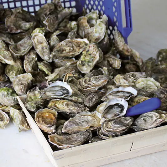 ARIN - Ferme marine paimpolaise