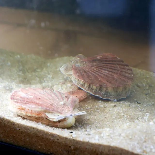 Fête de la Coquille Saint-Jacques