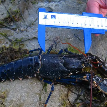 Sortie pêche à pied-Escale Bretagne Saint-Lunaire