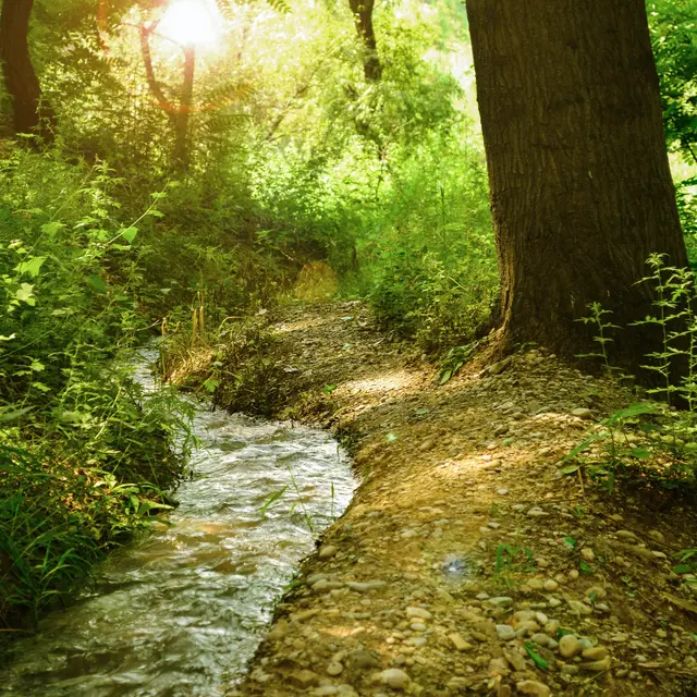 Bain de forêt