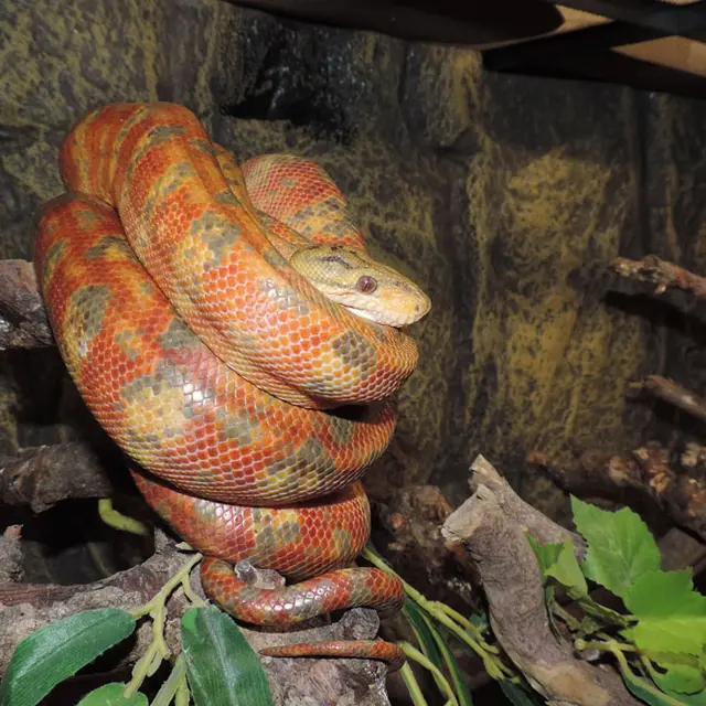 Terrarium de Kerdanet