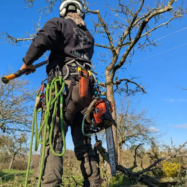 Initiation à la taille de pommiers avec un arboriste professionnel