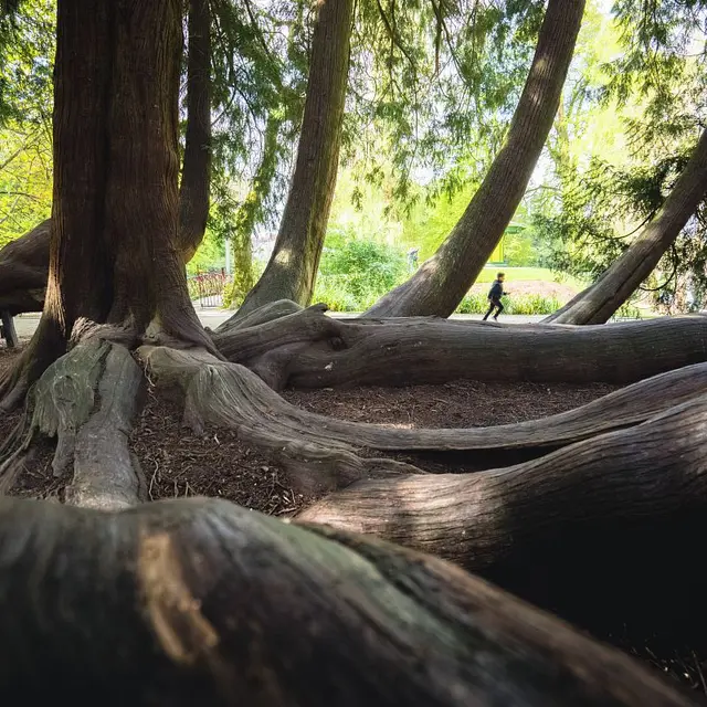 Thuya-Jardin du Parc_BD ©crtb_Thibault Poriel