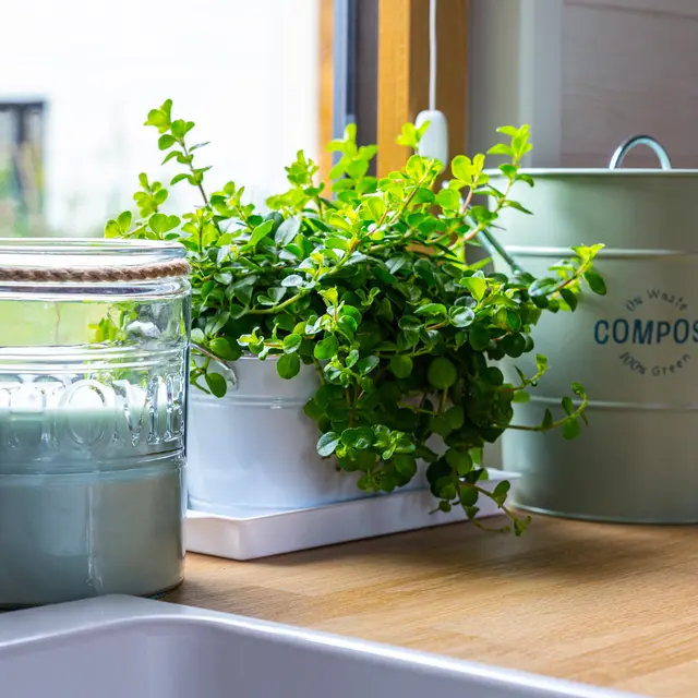 Tiny Doll Dol de Bretagne