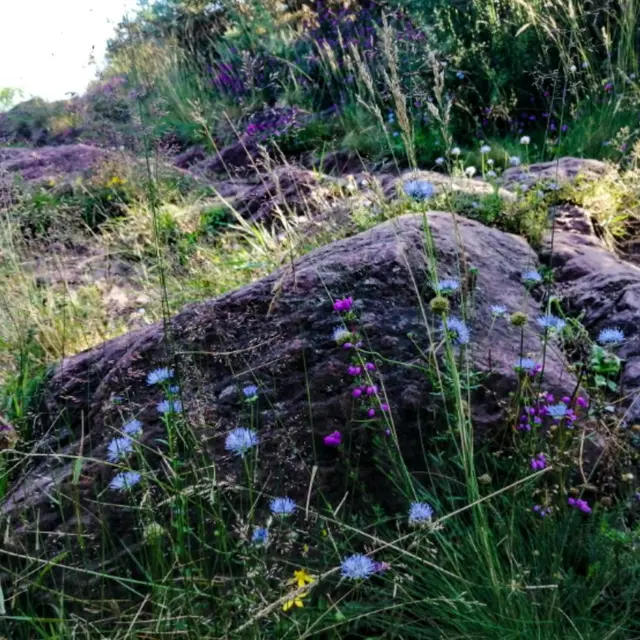 Vallon de la chambre au loup Iffendic2