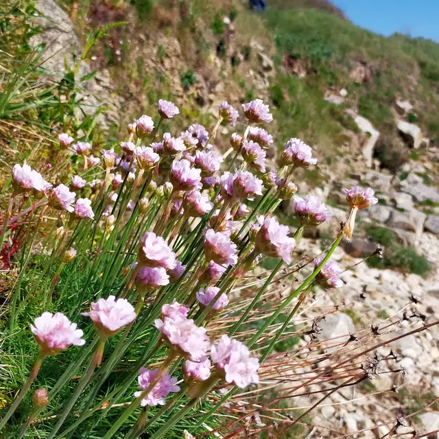 armeria maritima