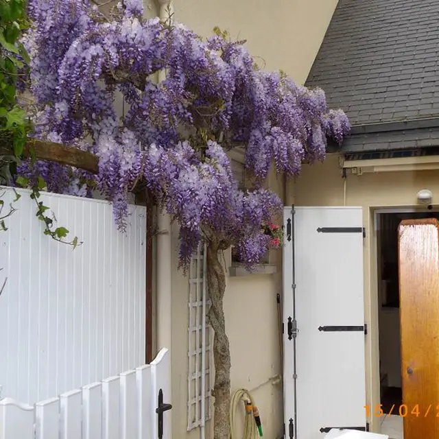 Clévacances - Meublé 056MS000324 - Les Glycines : maison terrasse plein sud à 300m de la mer et des commerces - Arzon - Morbihan Bretagne Sud