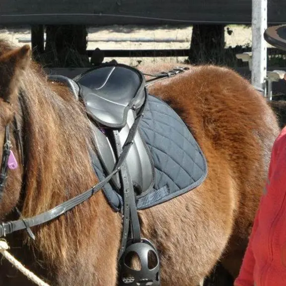 Club-hippique-de-la-plage-Plouharnel-Morbihan-Bretagne Sud