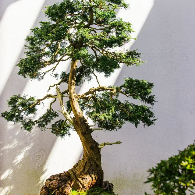 bonsaï