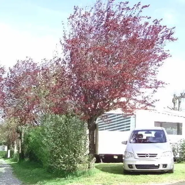 Camping-de-la-Guérandière-Billiers