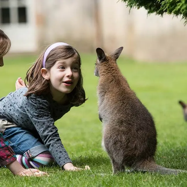 Parc de Branféré - Nourrissage wallabies - Morbihan Bretagne Sud