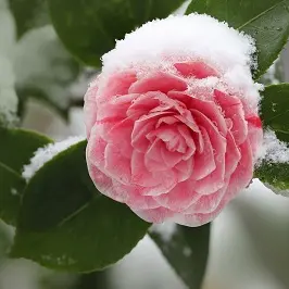 camellia-pixabay-libre-de-droit