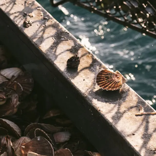 Fête de la Coquille Saint-Jacques