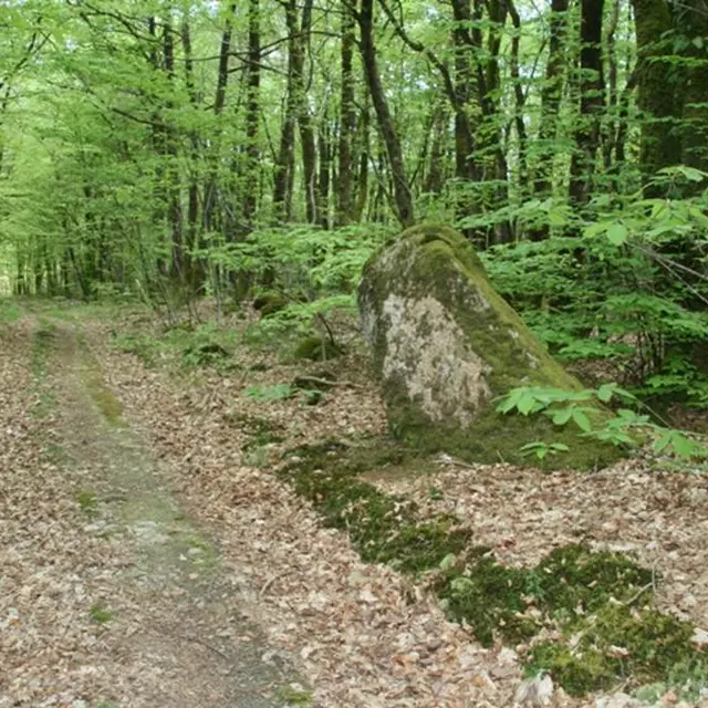 Menhir Forêt de Treulan - Colpo - Morbihan Bretagne sud