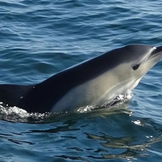 Dauphin commun