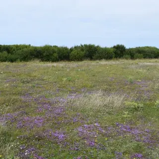 dunes_arriere_dune_vougo_thym_serpolet_mc.jpg
