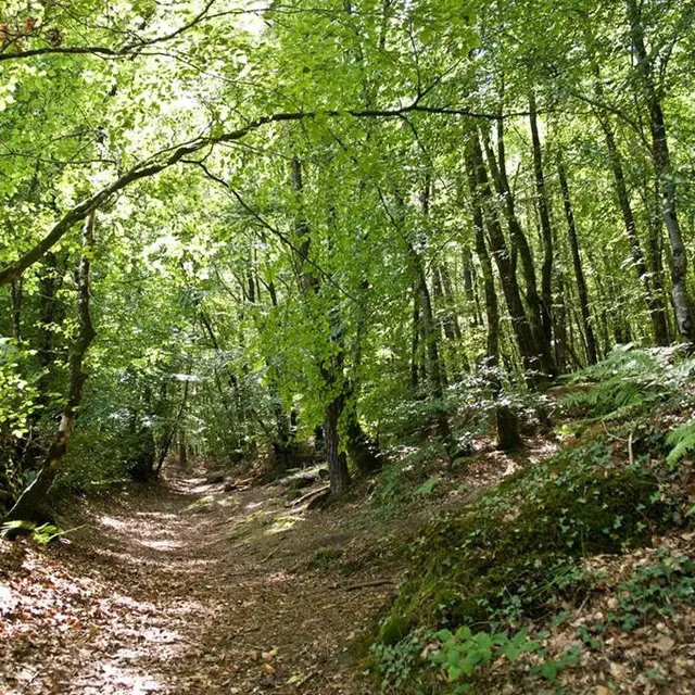 forêt camors morbihan bretagne sud
