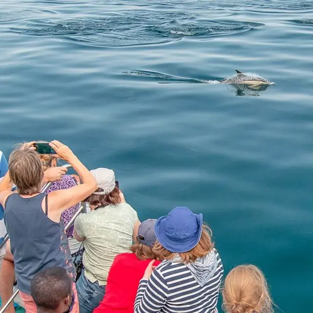 faune-ocean-locmariaquer-morbihan-bretagne-sud