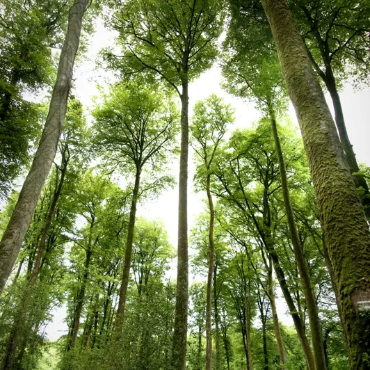 forêt villecartier-stenphoto.fr