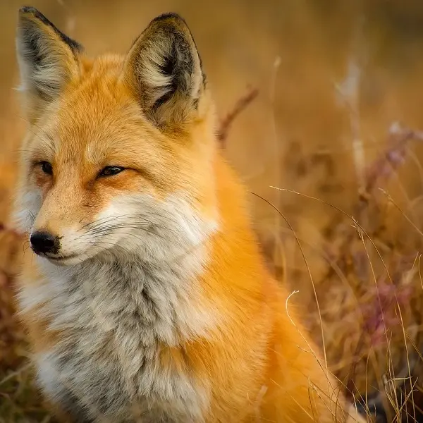 sortie nature - renard et genette - Néant-sur-Yvel - Brocéliande